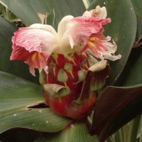 Costus erythrophyllus Loes.